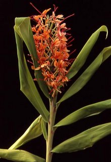Hedychium "Tara"